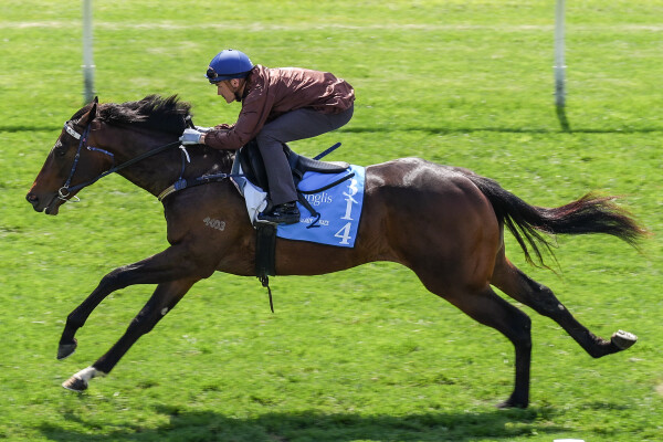 Lot 314: Wild Ruler / Icebomb (NZ)