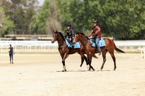 Lot 191: Zousain / Arizona Girl