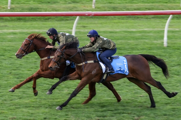 Lot 120: Jacquinot / Sky Castle