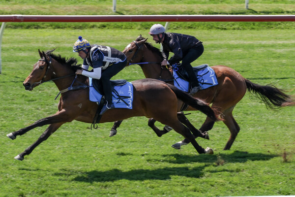 Lot 133: Bivouac / Stellara