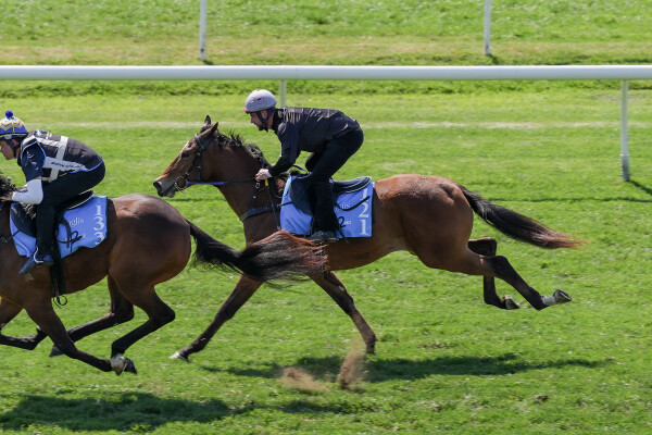 Lot 121: Star Turn / Slightly Sweet