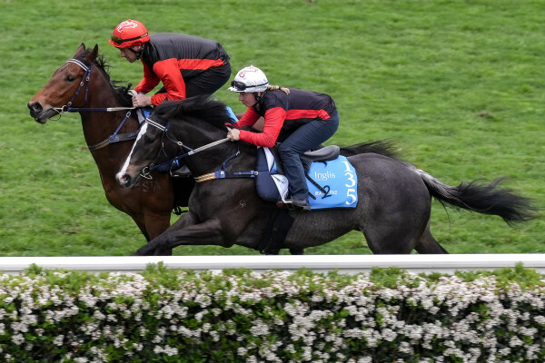 Lot 135: Brave Smash (JPN) / Summerbliss