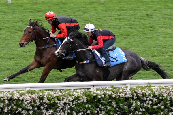 Lot 11: Bivouac / Kimberley Rain