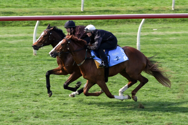 Lot 136: Admire Mars (JPN) / Sunflare