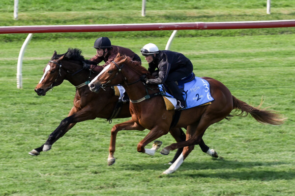 Lot 81: Captivant / Rakitno