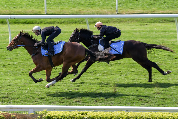 Lot 239: Brazen Beau / Chicquita