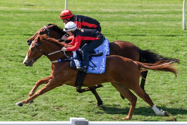 Lot 157: Capitalist / Undoubted Pleasure