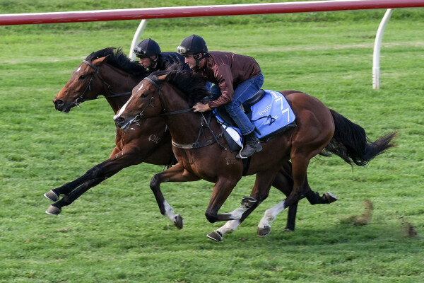 Lot 249: So You Think (NZ) / Crystal Flute