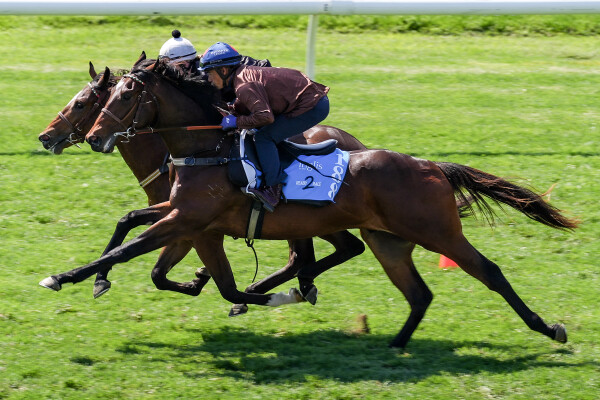 Lot 188: Astern / Antrim's Legend (USA)