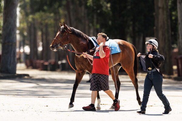 Lot 259: Alabama Express / Divided Sky (IRE)