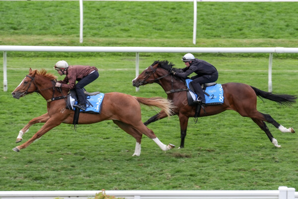 Lot 238: Grunt (NZ) / Chevalet
