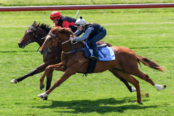 Lot 28: Cosmic Force / Lightning Nic