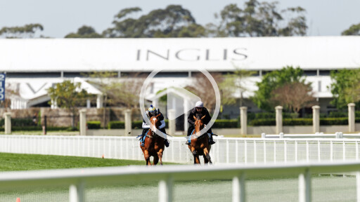 All Inglis Ready2Race breeze up vision NOW AVAILABLE ONLINE