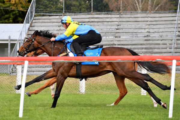 Lot 26: Shamexpress (NZ) / Lecanda (NZ)