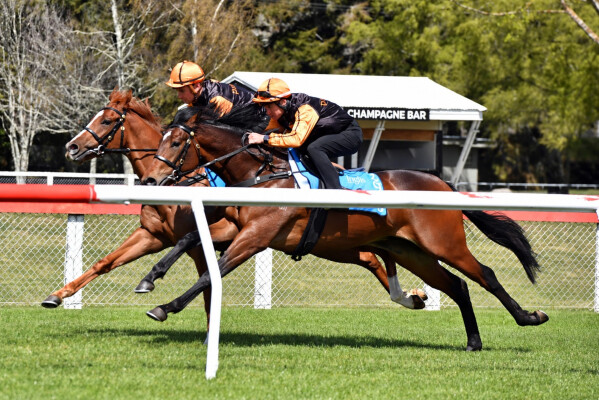 Lot 298: Wild Ruler / Halimae