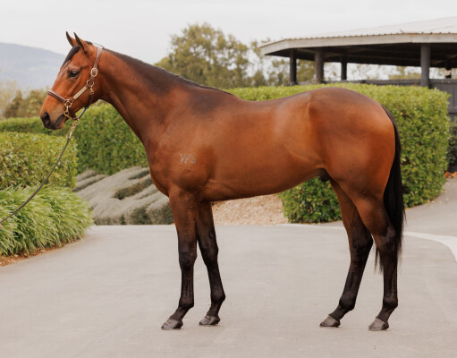 Lot 260: Super Seth / Dollarbeel (NZ)