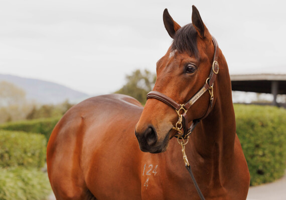 Lot 260: Super Seth / Dollarbeel (NZ)