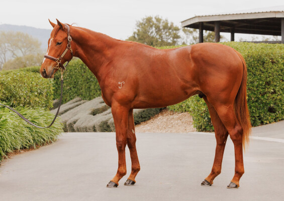 Lot 73: St Mark's Basilica (FR) / Posing (USA)