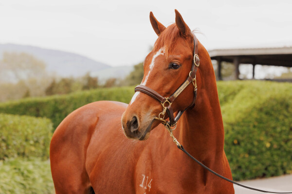 Lot 73: St Mark's Basilica (FR) / Posing (USA)