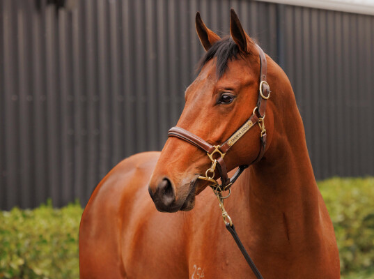 Lot 32: Written By / Lopez