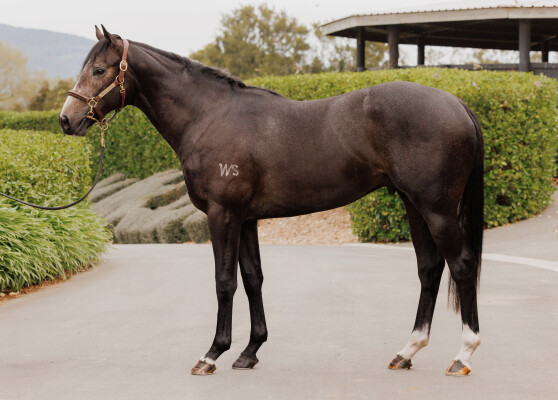 Lot 113: Noverre (NZ) / Shebringsmerubies