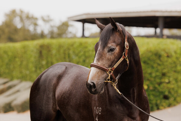 Lot 113: Noverre (NZ) / Shebringsmerubies