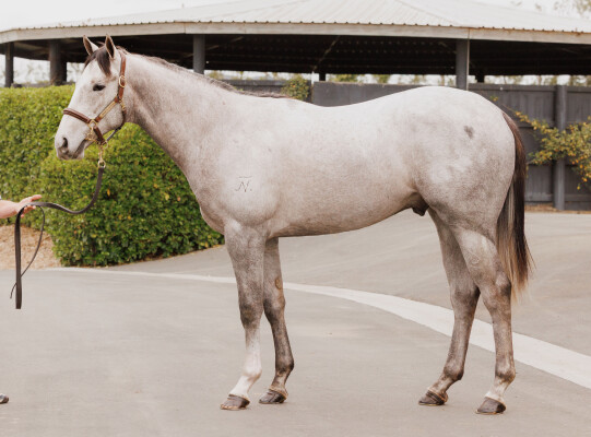 Lot 255: All Too Hard / Deep Sorrow