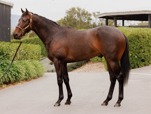 Lot 216: Ardrossan / Boulevard (NZ)