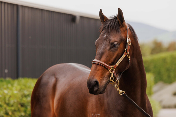 Lot 216: Ardrossan / Boulevard (NZ)