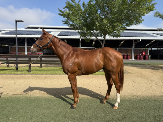 Lot 101: Jacquinot / Russian Queen