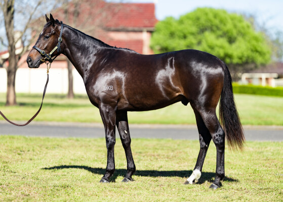 Lot 38: Wootton Bassett (GB) / Maraam