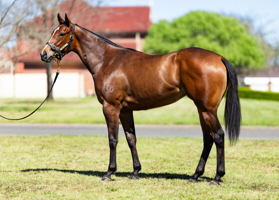 Lot 46: Alabama Express / Miss Albania