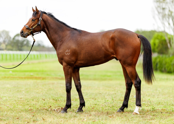 Lot 116: Toronado (IRE) / Showoroses (NZ)