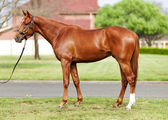 Lot 163: Gun Runner (USA) / Violenza (USA)