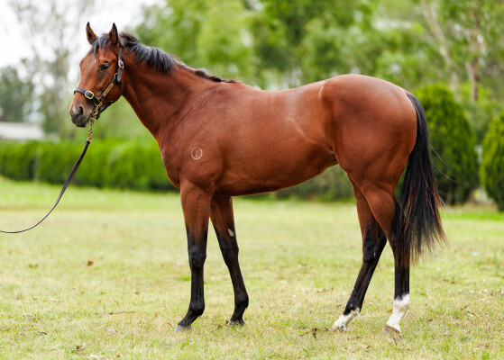 Lot 170: Alabama Express / World Awaits