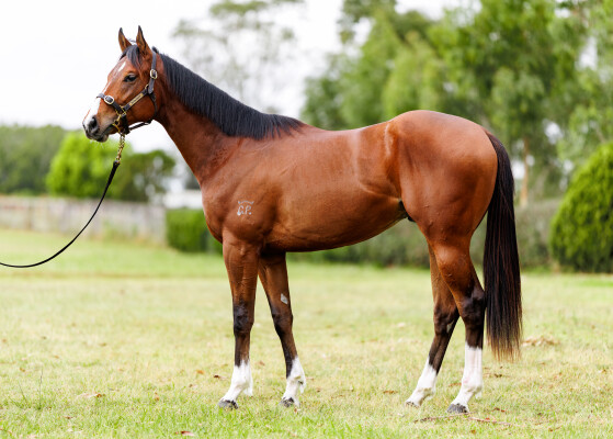 Lot 177: Bivouac / Zoofari