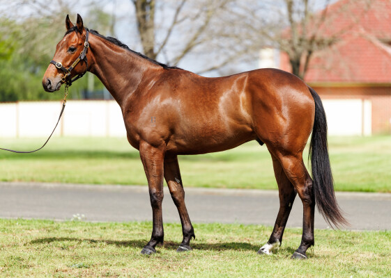 Lot 193: All Too Hard / Athens