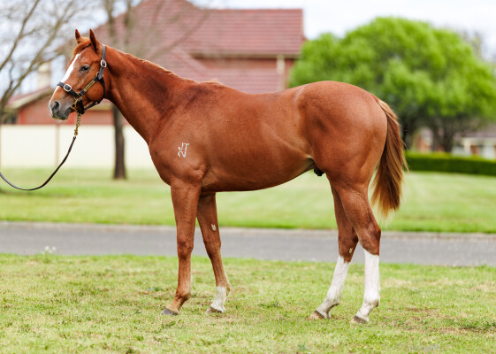 Lot 224: Farnan / Carrie (JPN)