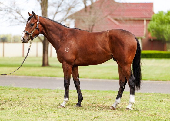 Lot 238: Grunt (NZ) / Chevalet