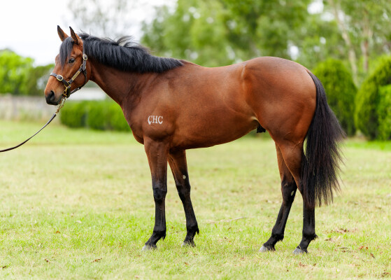 Lot 249: So You Think (NZ) / Crystal Flute