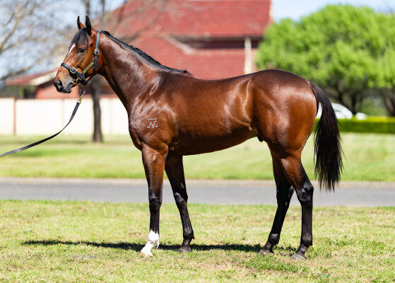 Lot 254: Bivouac / Deep Sceiva