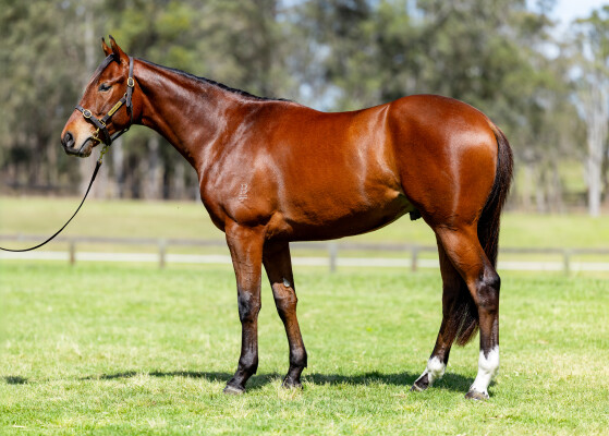 Lot 24: Zousain / Laughen Hard