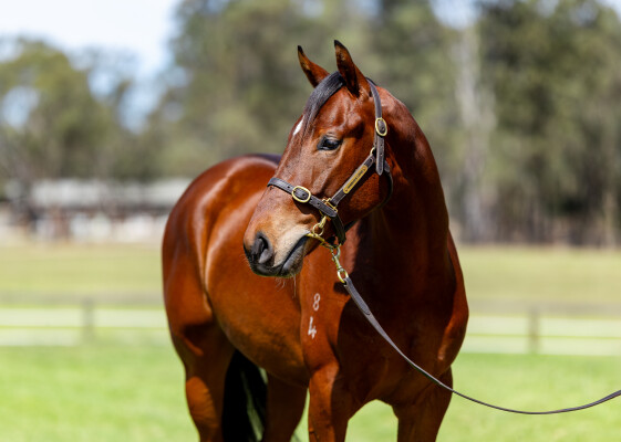 Lot 24: Zousain / Laughen Hard