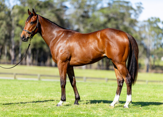 Lot 31: Home Affairs / Little Zeta