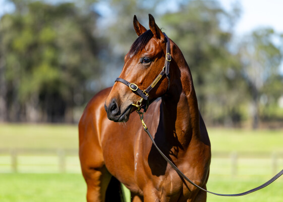 Lot 31: Home Affairs / Little Zeta