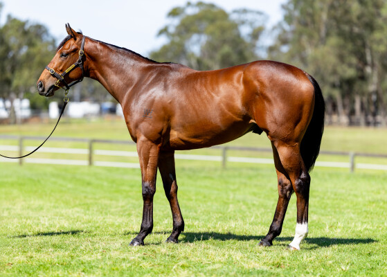 Lot 35: Capitalist / Lunar Light