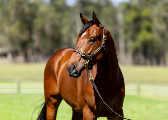 Lot 35: Capitalist / Lunar Light