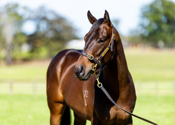 Lot 40: Zoustar / Mary's France (FR)
