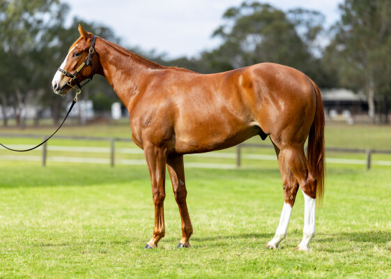 Lot 41: Admire Mars (JPN) / Mauricette