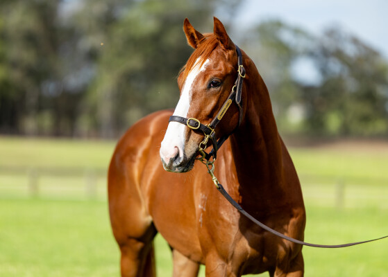 Lot 41: Admire Mars (JPN) / Mauricette